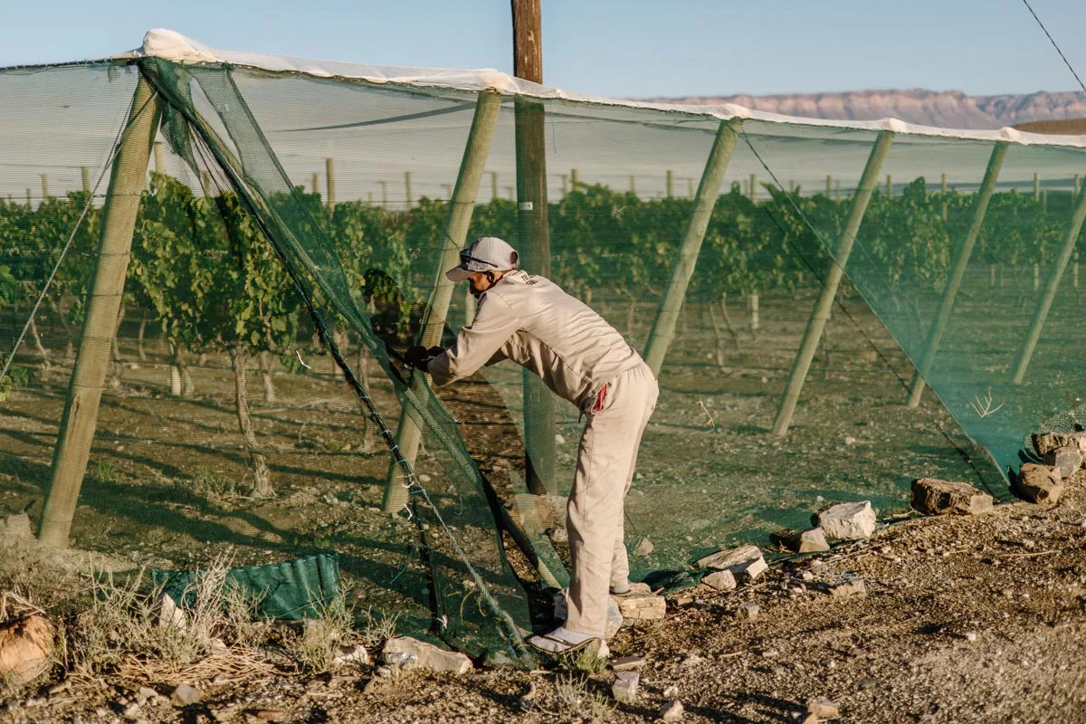 Виноград выращивают под сеткой, чтобы защитить от голодных бабуинов и куду (крупных антилоп), бродящих по окрестностям