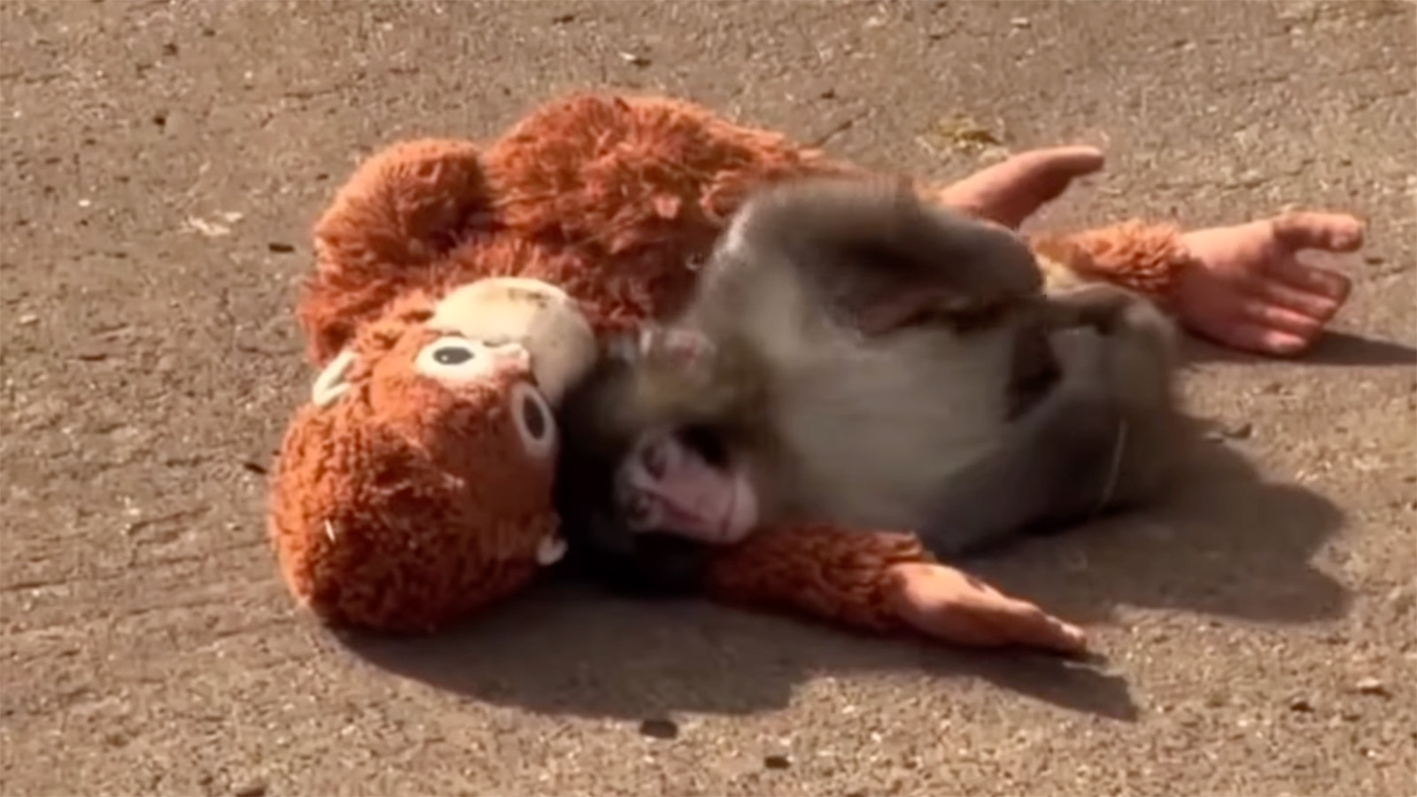 Макака Панч