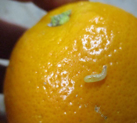 Управления Россельхознадзора 