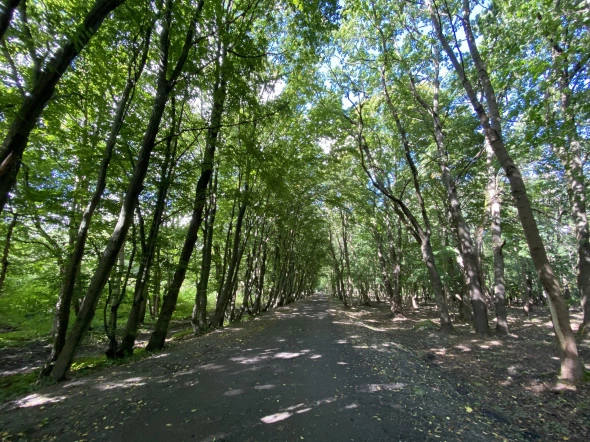 Александр Подгорчук