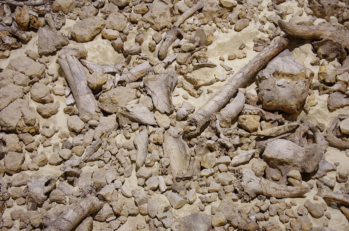 <p>Так выглядят ранее найденные кости носорогов&nbsp;</p>