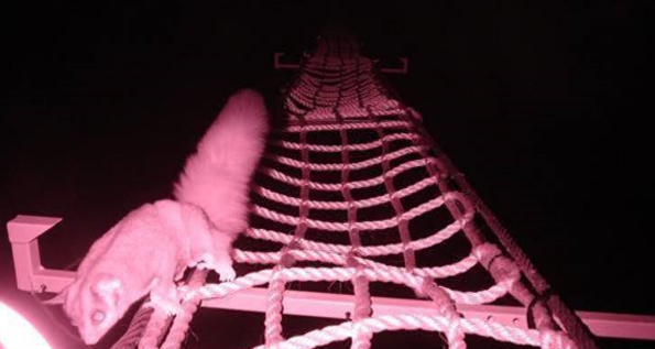 Веревочный мост в Австралии.