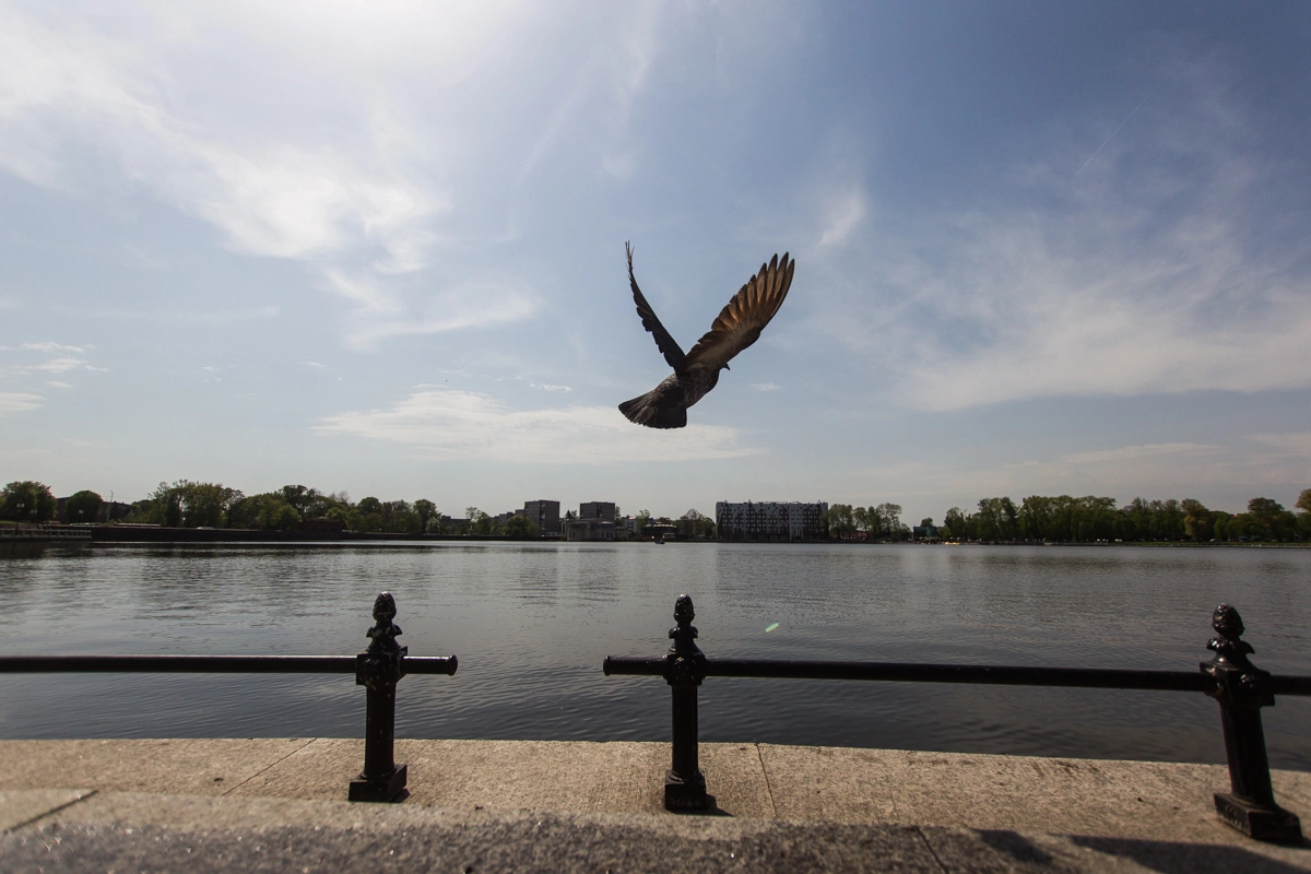 Александр Подгорчук