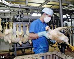 "Птичий грипп" продолжает убивать вьетнамцев