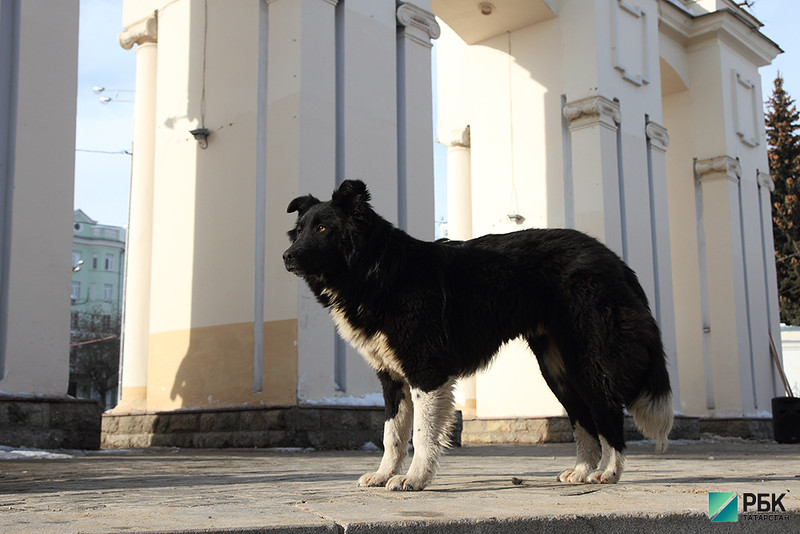 Татарстан вдвое увеличил субвенции на контроль за бездомными животными