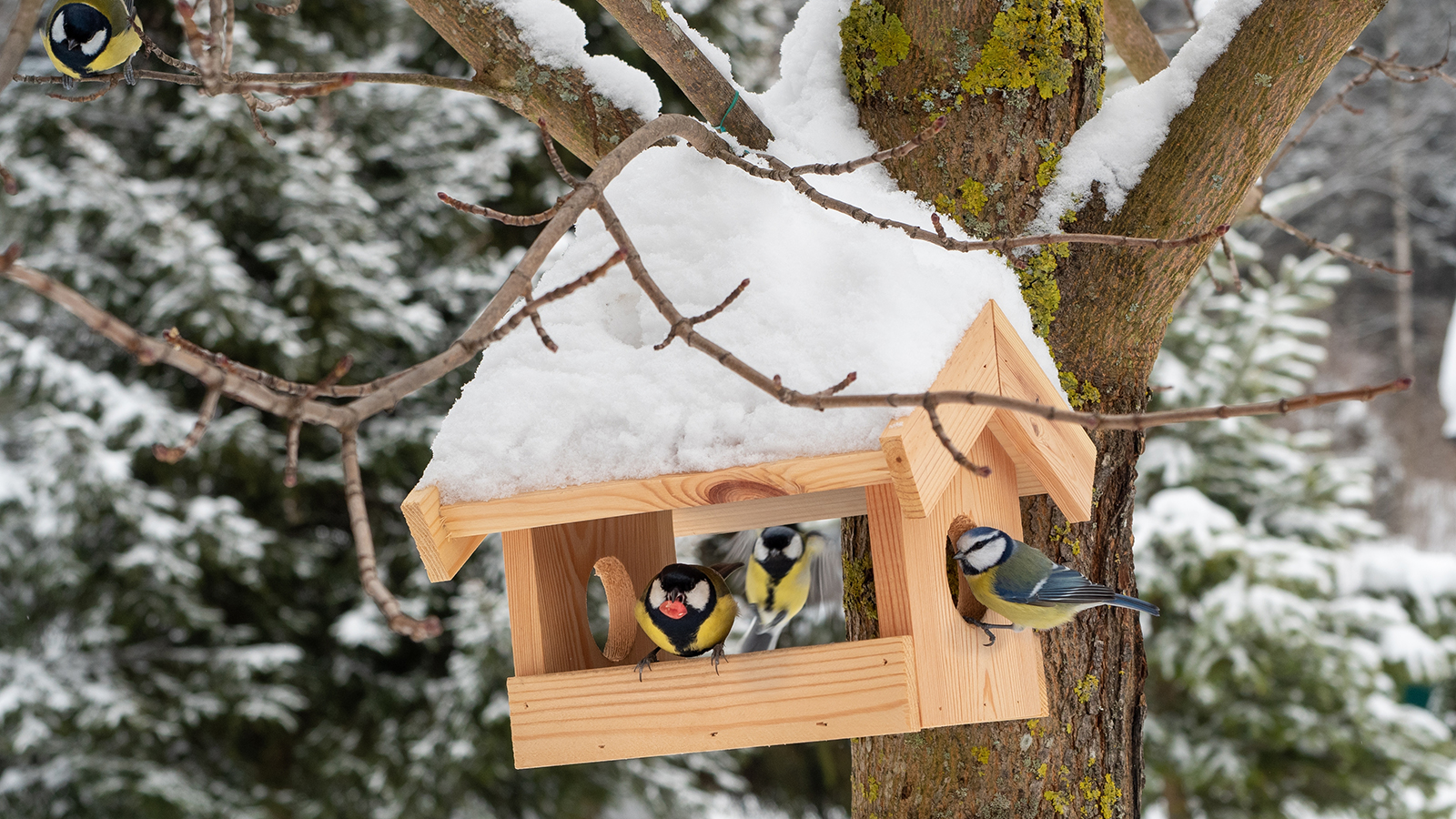 Россиянам объяснили, как правильно подкармливать птиц зимой