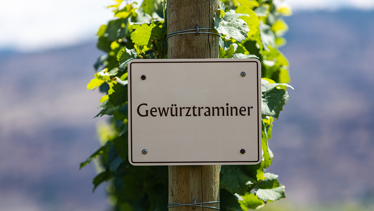 Герой Альто-Адидже и любимое вино Марлен Дитрих — это все гевюрцтраминер