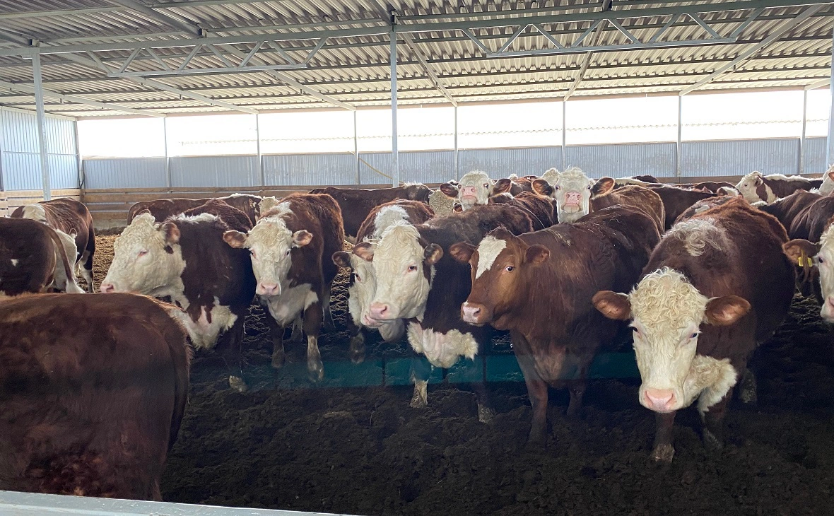 Олеся Медведева