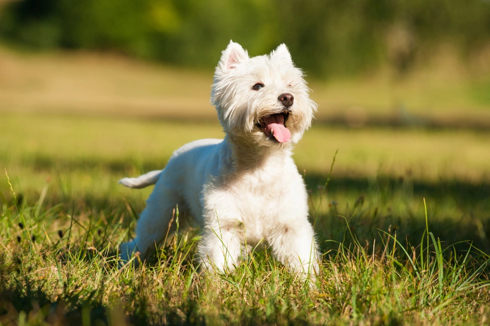 Вест-хайленд-уайт-терьер: фото, описание, характер породы | Сайт о собаках