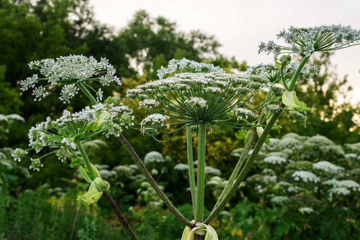 Фото: Rodica Vasiliev / Shutterstock / FOTODOM