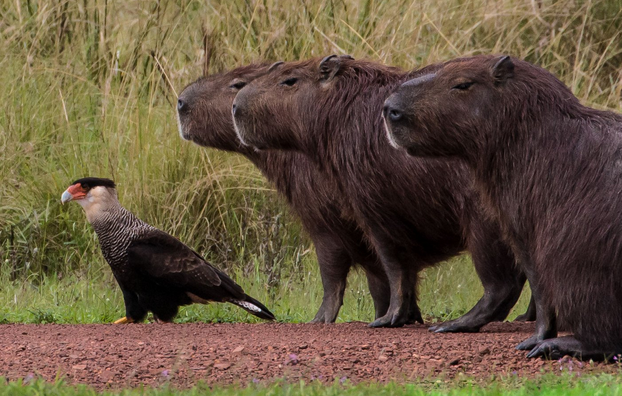 Фото: comedywildlifephoto.com