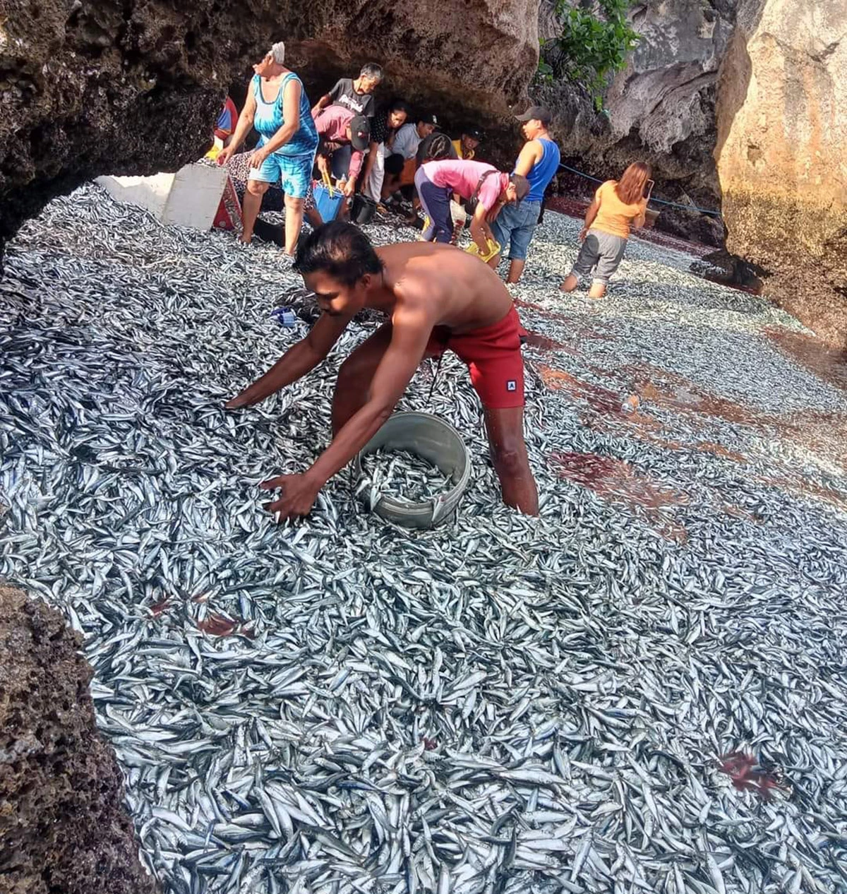 <p>Местное население собирает рыбу, выброшенную&nbsp;на берег филиппинского острова</p>