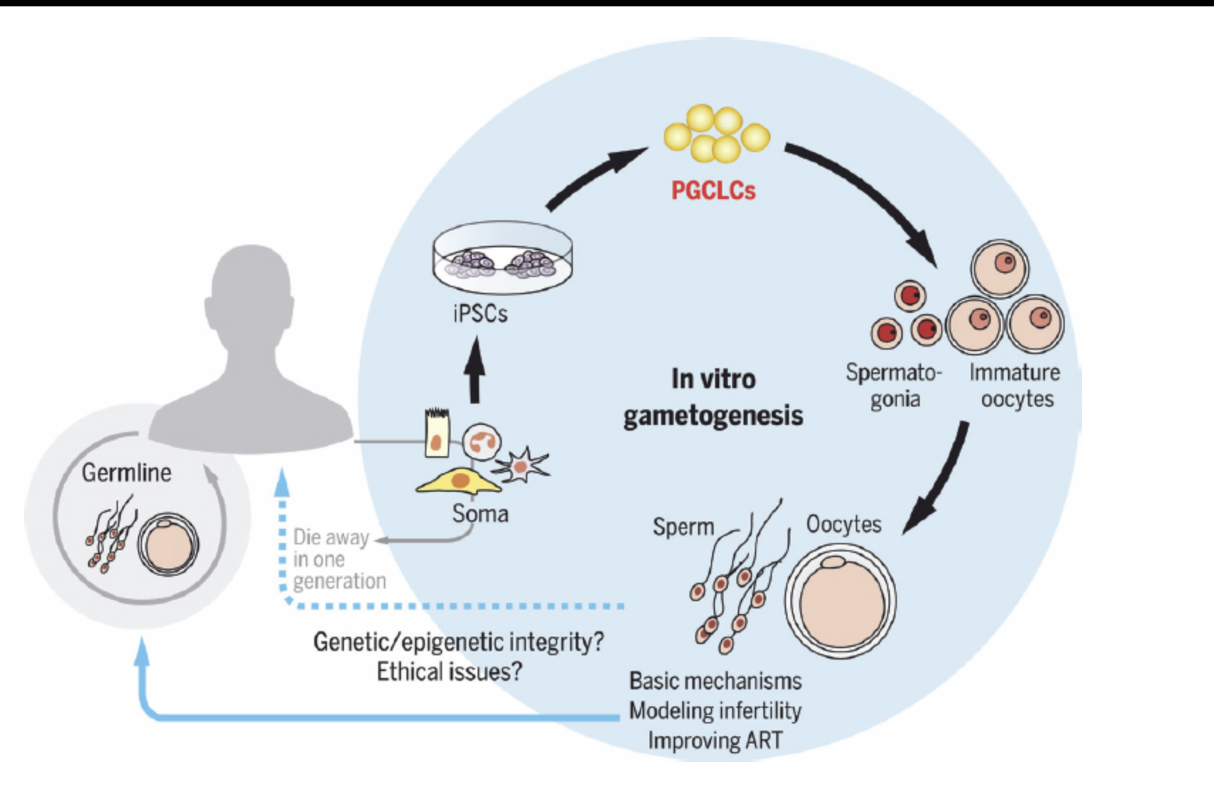 На схеме показан процесс создания, начиная с соматических клеток (Soma), превращающихся в индуцированные плюрипотентные стволовые клетки (iPSCs). Затем iPSCs становятся PGLCLCs (предшественники половых клеток). Далее происходит развитие незрелых половых клеток &mdash; сперматогоний и ооцитов. В конечном итоге, формируются сперматозоиды и яйцеклетки

