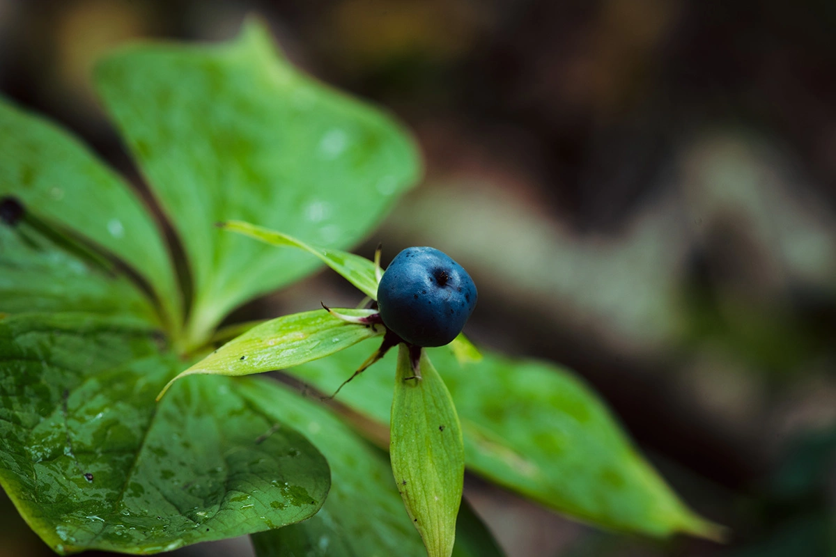 Вороний глаз