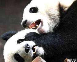 Китайцы сделают для Олимпийских игр сувениры из навоза панд