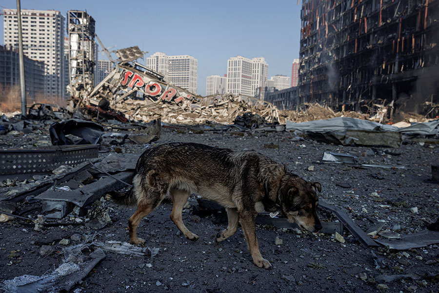 На фото: бродячая собака на улицах Киева, 21 марта

&nbsp;