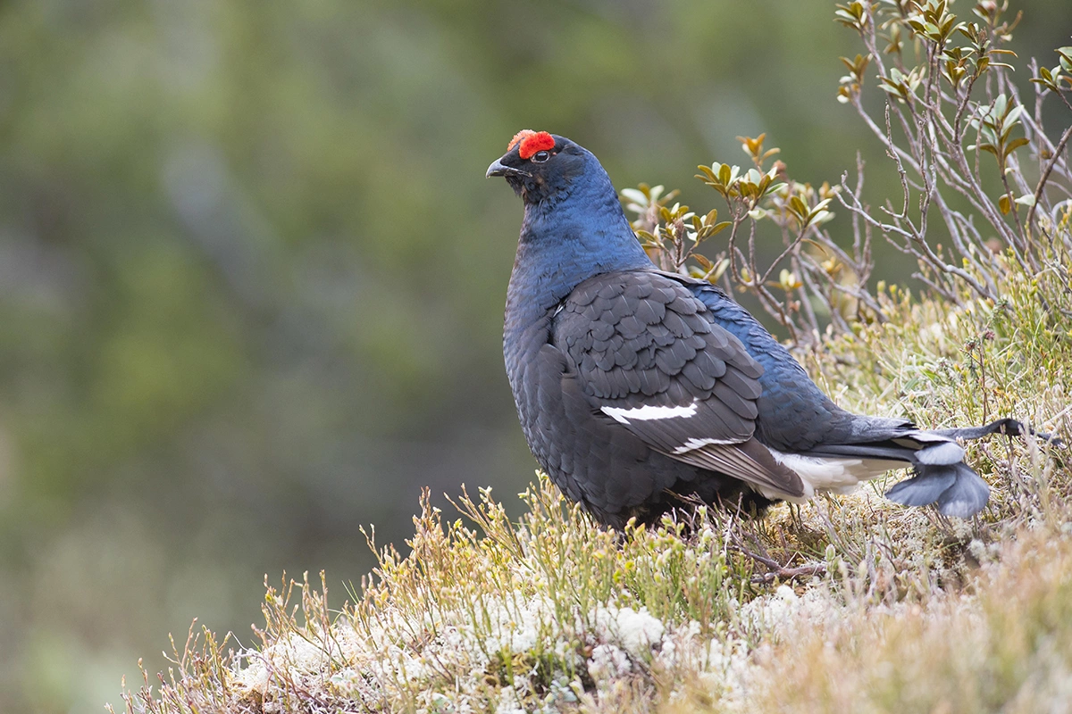 Летом тетерев ищет пищу на земле, зимой — на деревьях