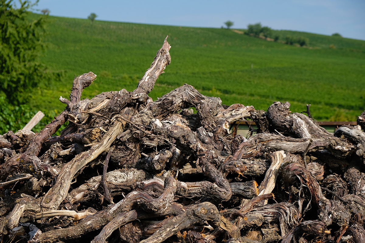 Германия предложила план по выкорчевыванию европейских виноградников