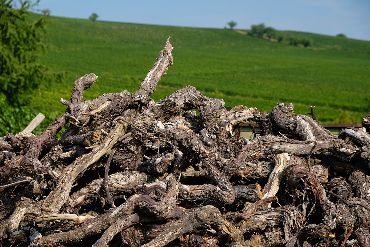 Германия предложила план по выкорчевыванию европейских виноградников
