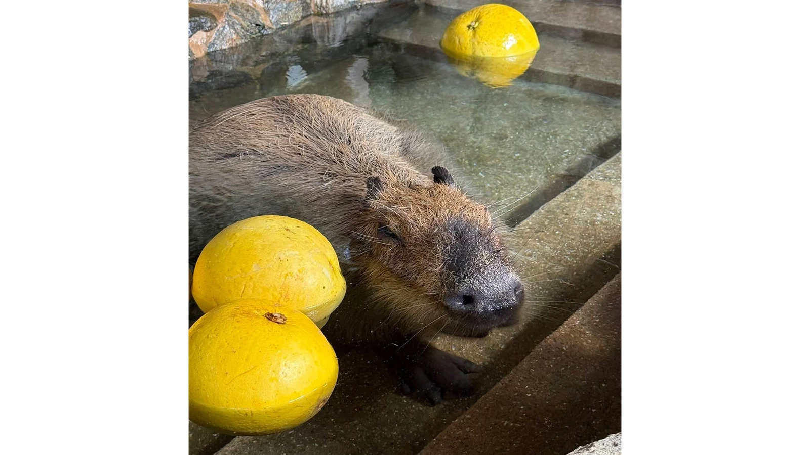 Капибара по кличке Слива (Prune) из биопарка в Нагасаки, занявшая 1-е место