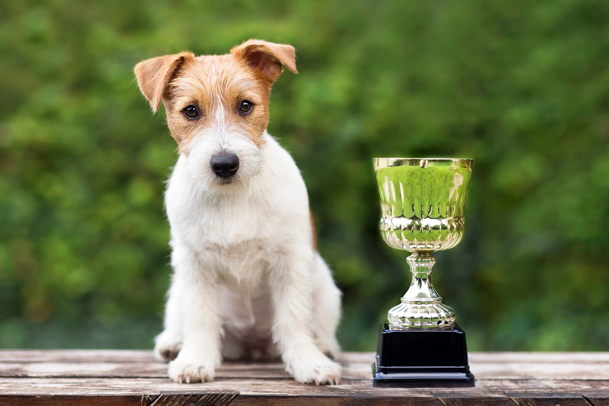 Какие собаки делятся на рабочие и выставочные линии