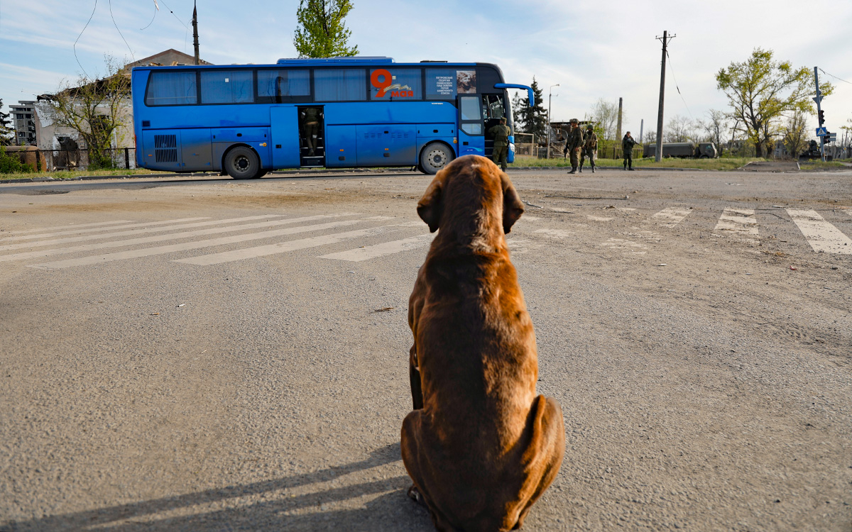 Беглов пообещал обустроить площадку для бездомных собак в Мариуполе