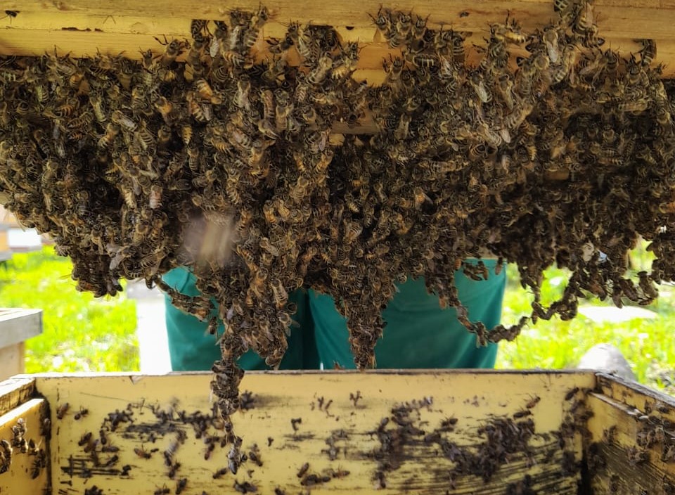 Пчеловодство без антибиотиков, Калюжный С.И.