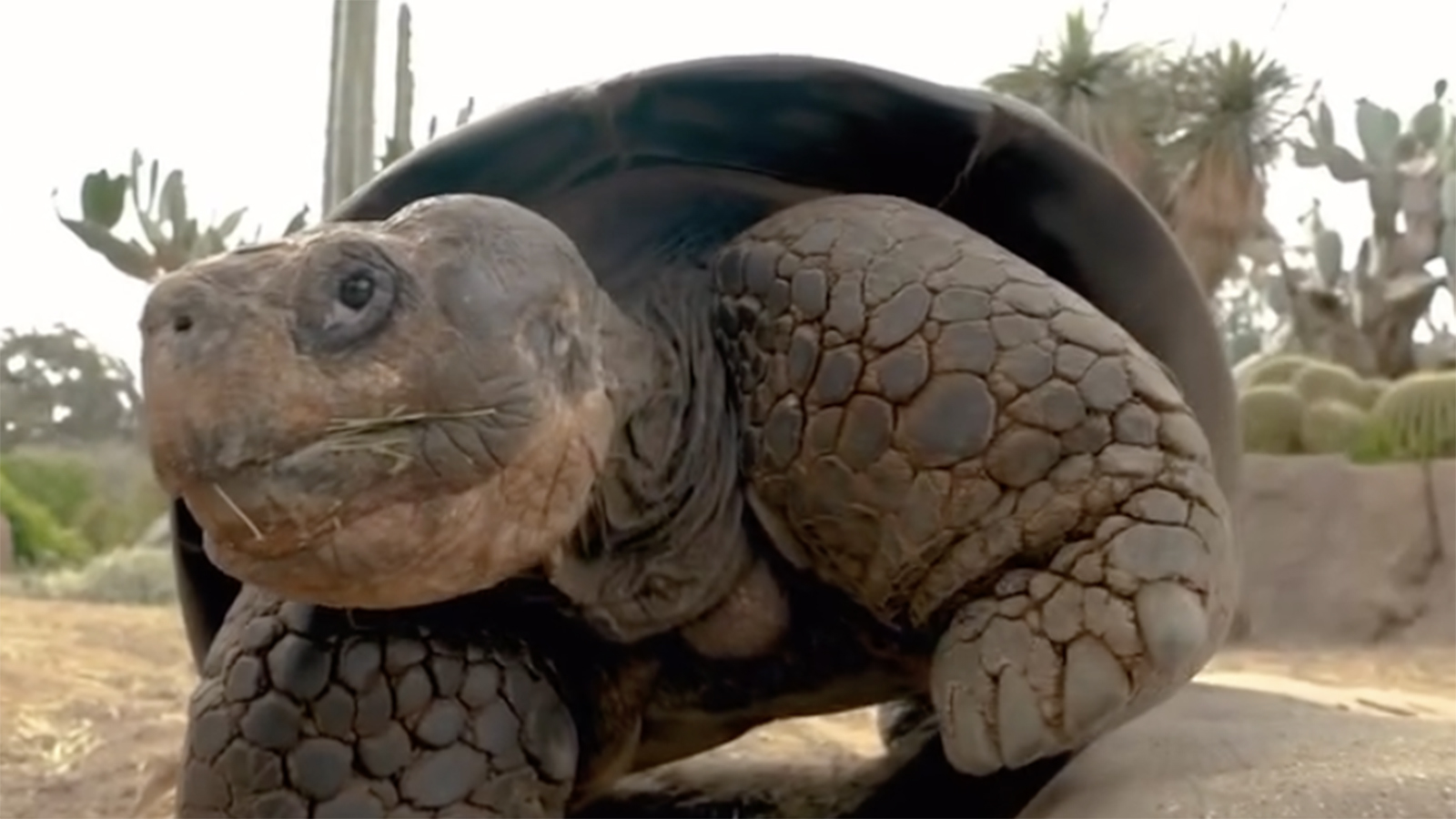 Черепаха Грамма