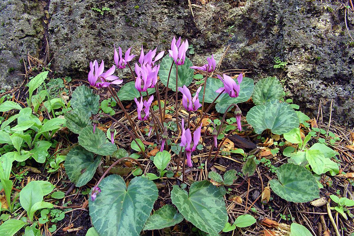 Цветки цикламена могут иметь окраску от белого до фиолетового