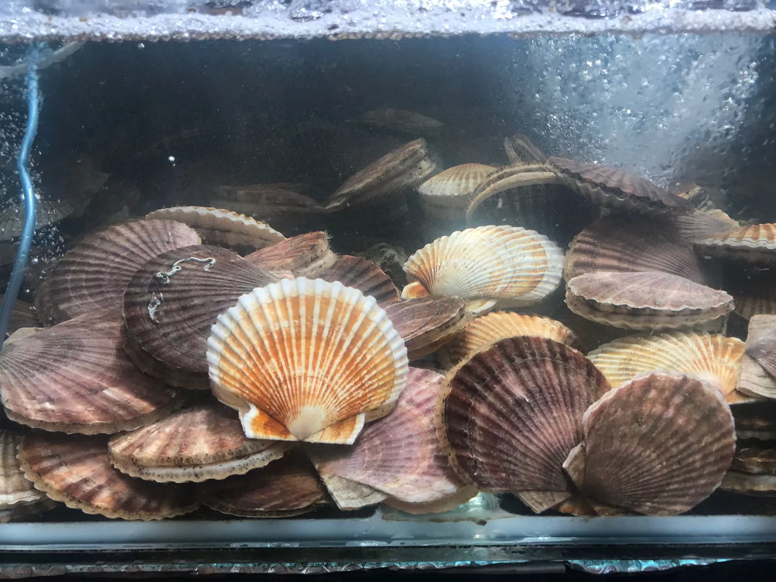 РБК Приморье 