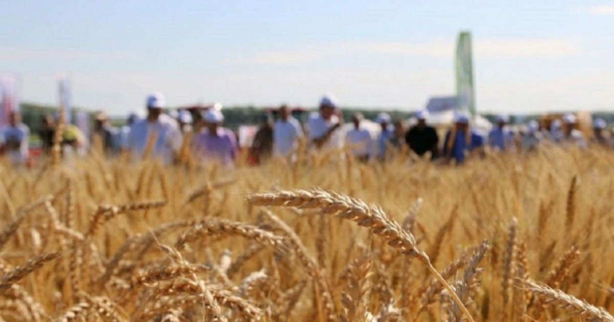 Экспорт зерновых культур