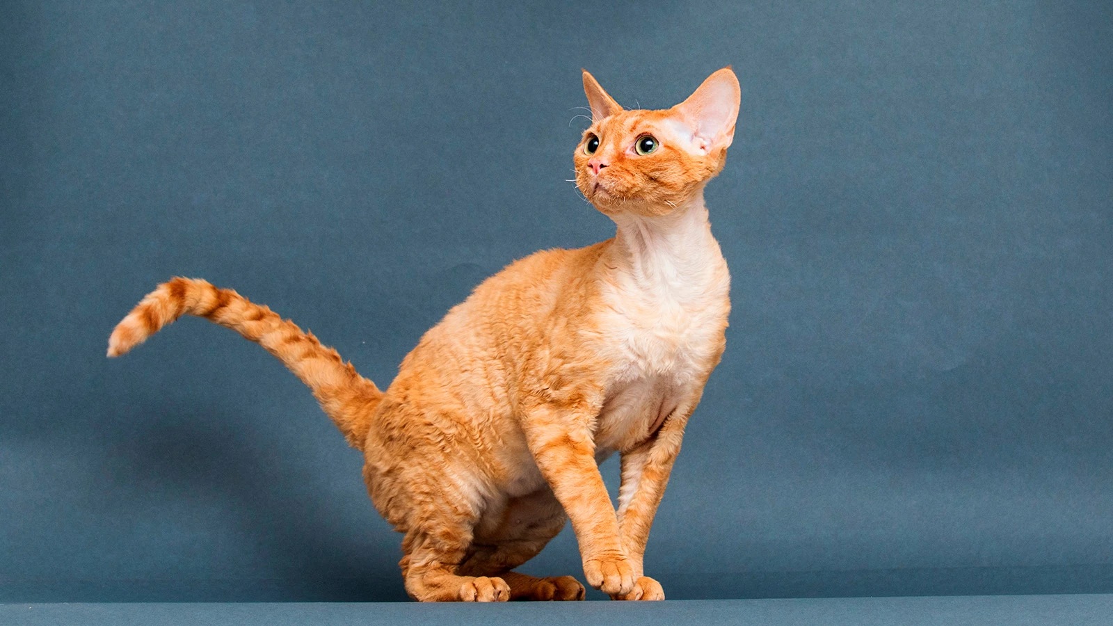 Корниш-рекс