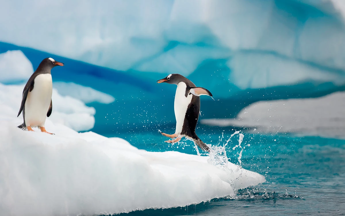Ученые предрекли гибель 97% животных в Антарктиде к 2100 году | РБК Life