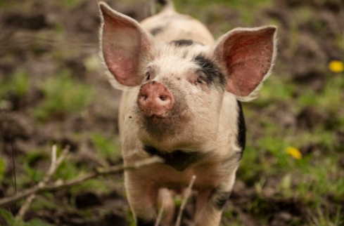 Фото: freepik.com