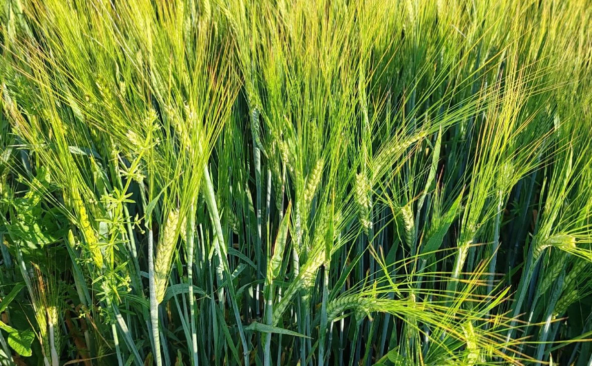 РБК Черноземье