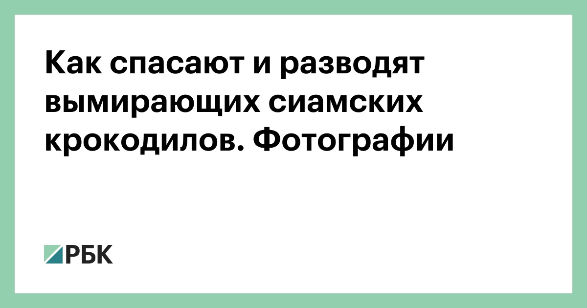 Как спасают и разводят вымирающих сиамских крокодилов. Фотографии