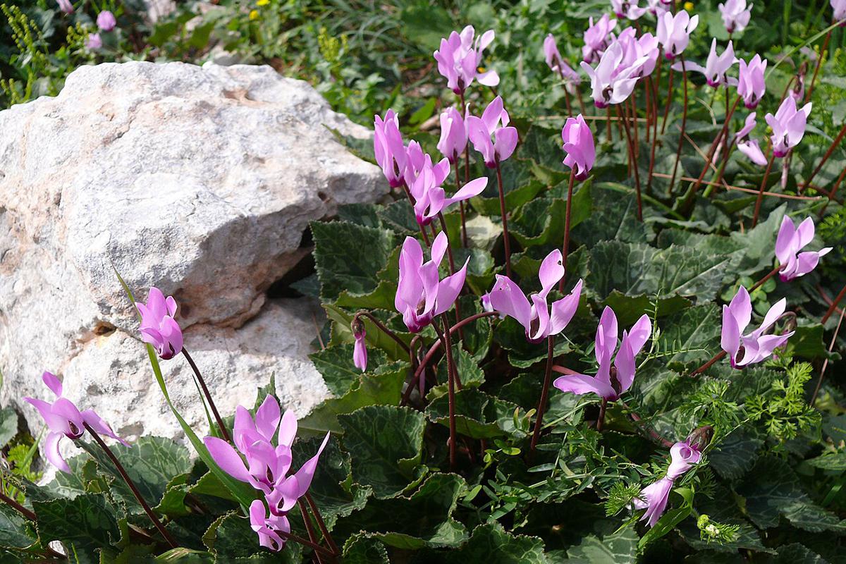 Цветки цикламена могут иметь окраску от белого до фиолетового