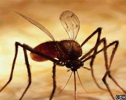 За «домашних» комаров власть ответственности не несет