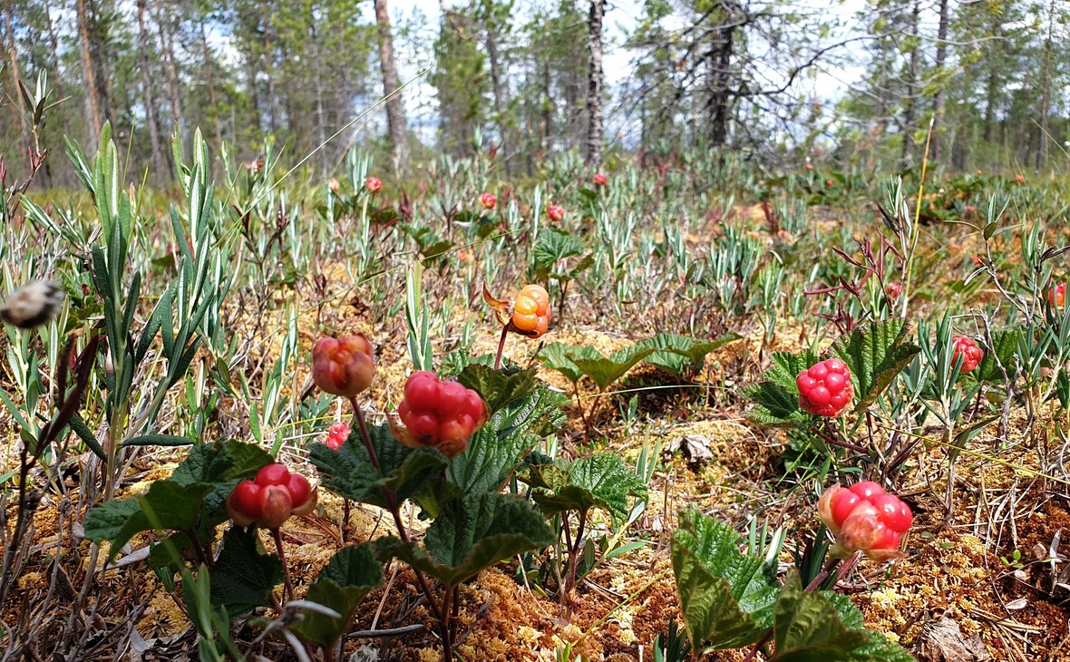 РБК Карелия