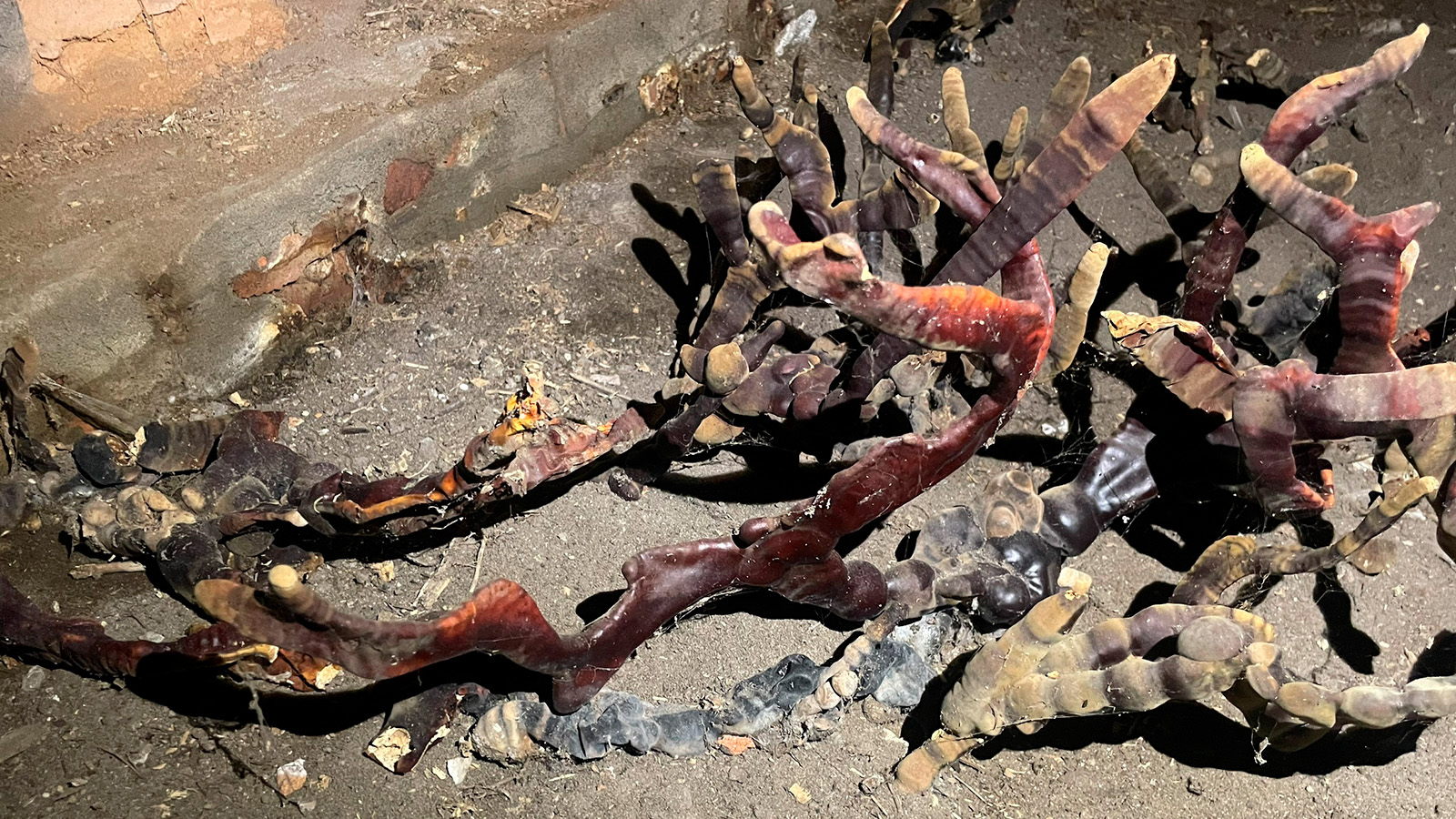 Трутовик лакированный (Ganoderma lucidum)