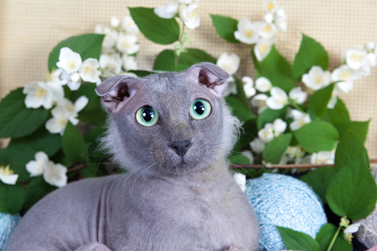 Украинский левкой