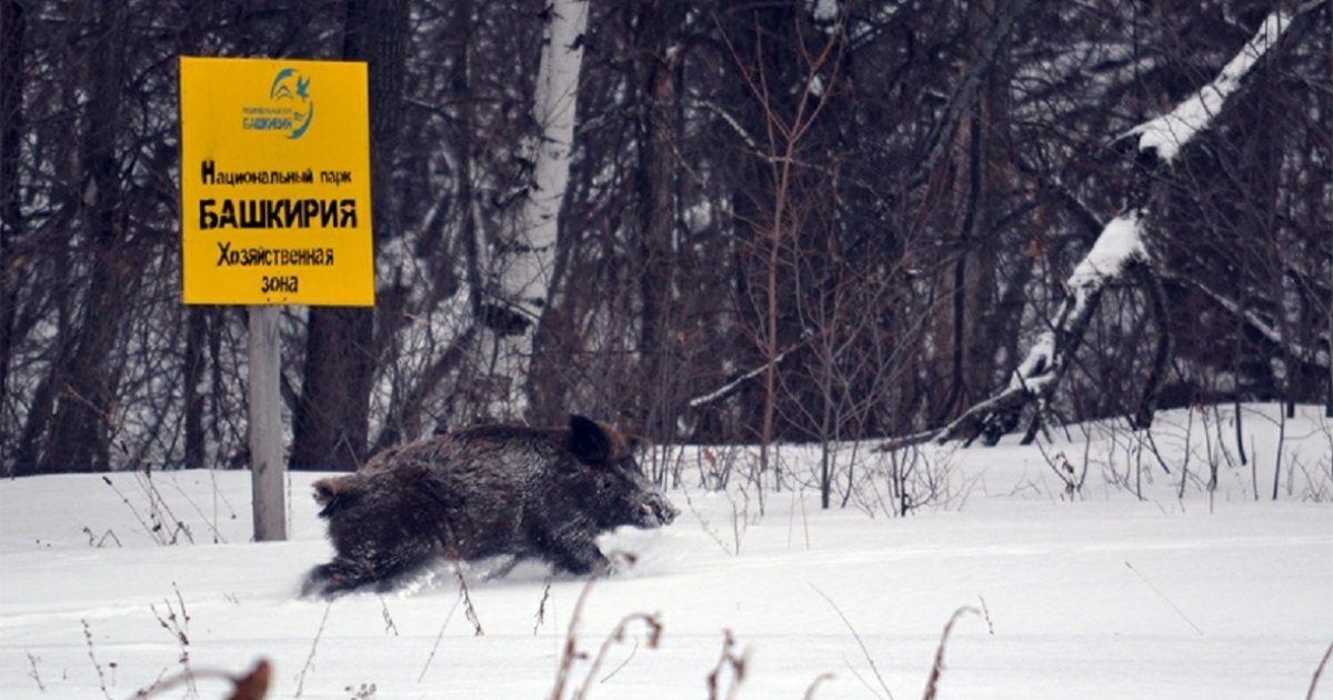 Медведи в башкирии