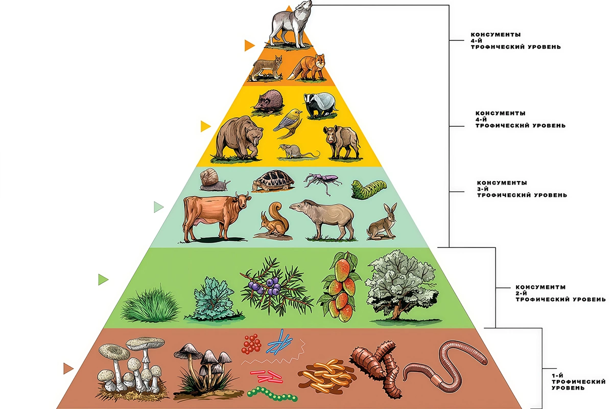 Трофическая цепь является частью трофических сетей