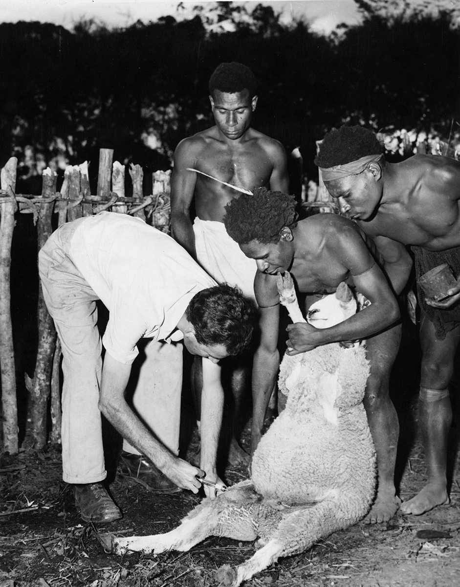 <p>Вакцинация овец против сибирской язвы в поселении аборигенов на острове Новая Гвинея в 1955 году</p>