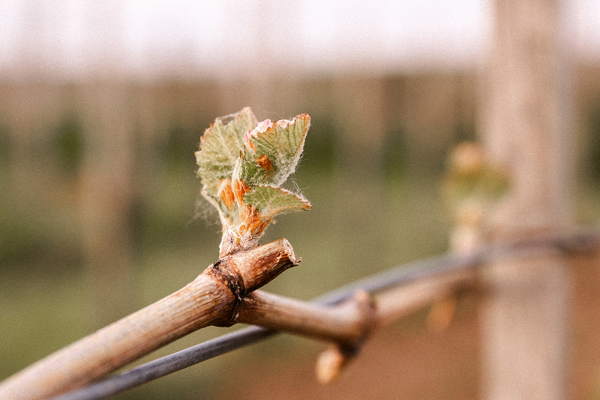 Виноделы Франции рассказали о влиянии ранней весны на виноград