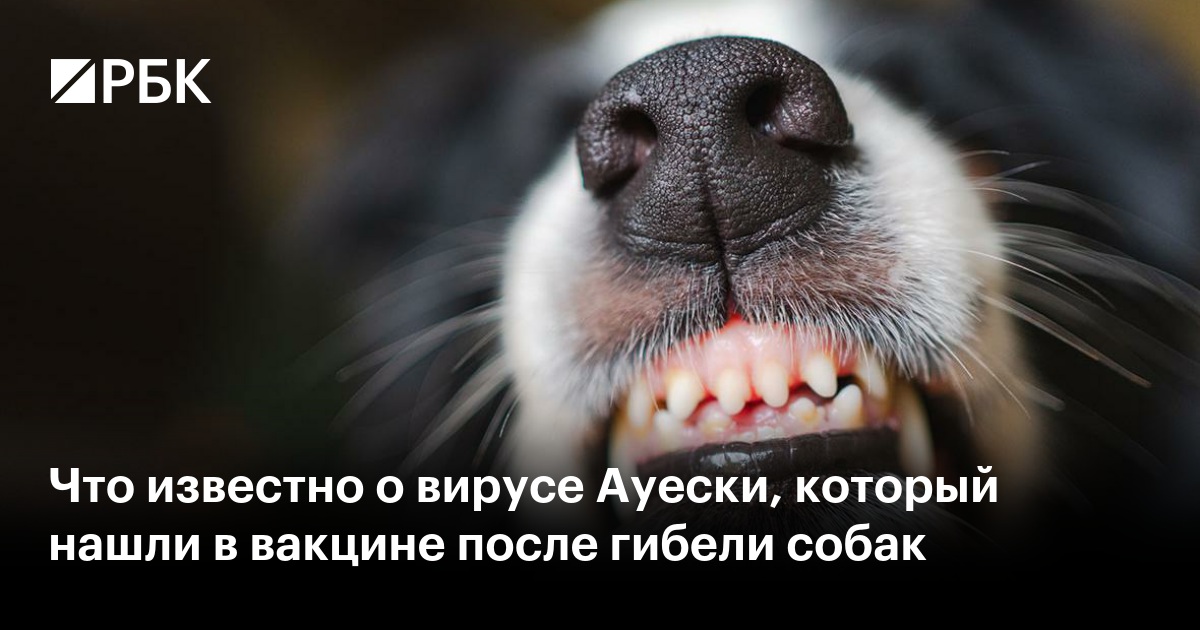 Что известно о вирусе Ауески, который нашли в вакцине после гибели собак