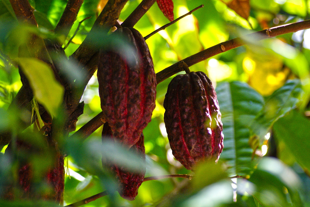 Алкализованный какао: что значит, чем отличается от обычного и какой лучше