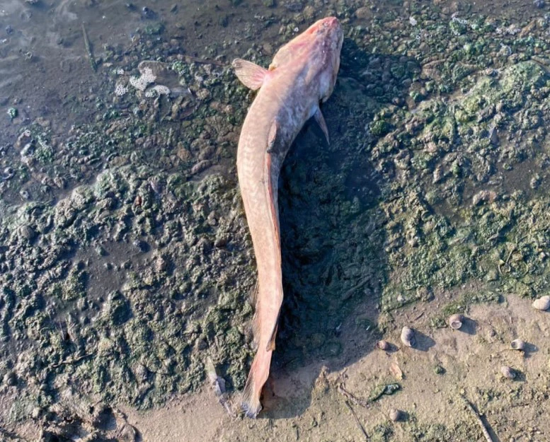 Пресс-служба Рыбоохраны УрФО