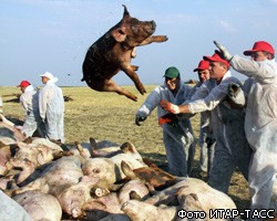 В Астраханской области вводится карантин из-за чумы свиней