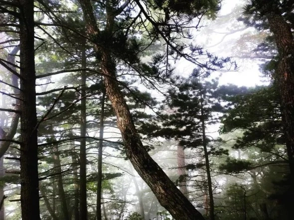 РБК Приморье